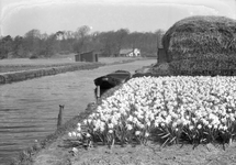 841479 Afbeelding van een veld met bloeiende narcissen bij Lisse.